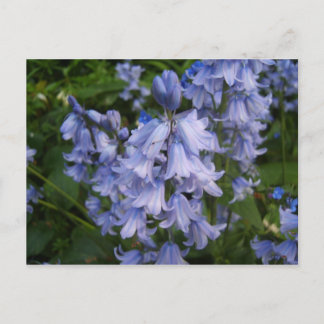 Postal Bluebells
