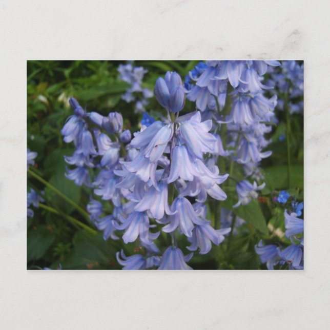 Postal Bluebells (Anverso)