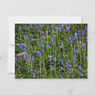 Postal Bluebells
