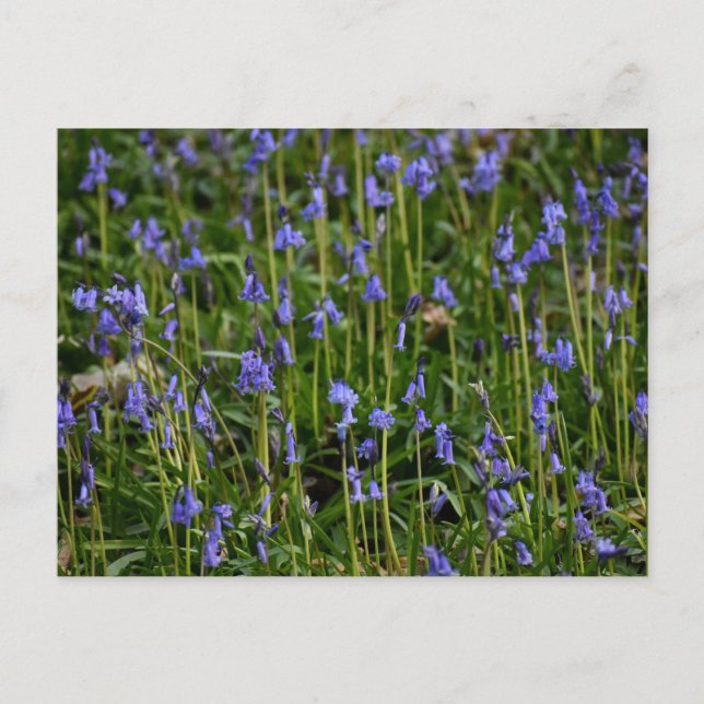 Postal Bluebells (Anverso)
