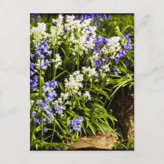 Postal Bluebells
