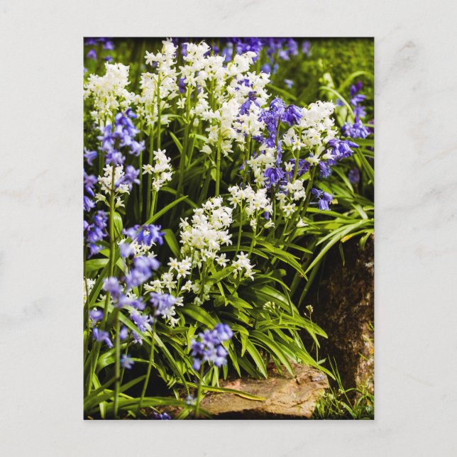 Postal Bluebells (Anverso)