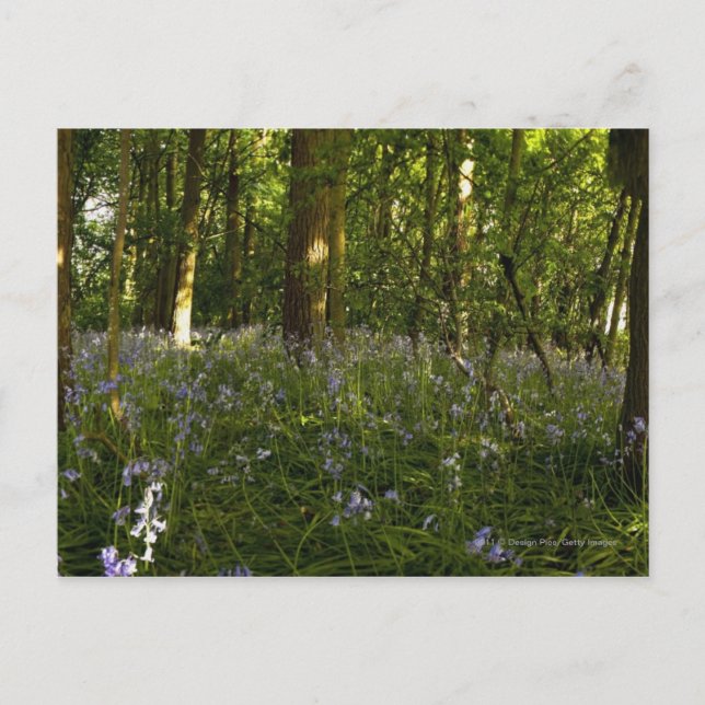 Postal Bluebells En Un Bosque (Anverso)