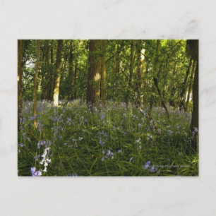 Postal Bluebells En Un Bosque
