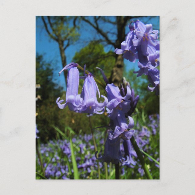 Postal Bluebells, Essex, Inglaterra - Postcard (Anverso)