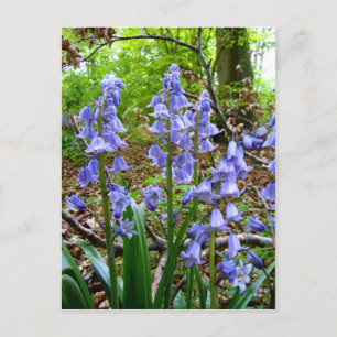 Postal BLUEBELLS ~ Postcard