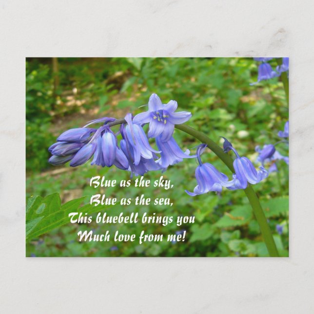 Postal BLUEBELLS ~ Postcard # 3 (Anverso)