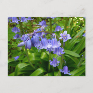 Postal BLUEBELLS~ Postcard nº 2