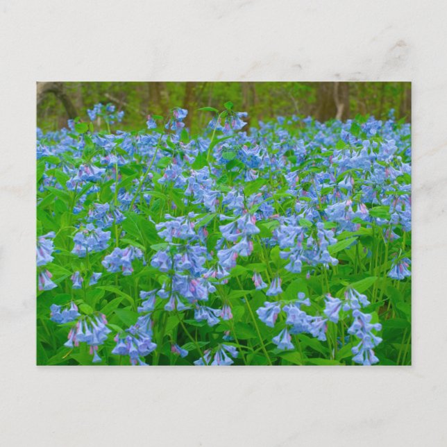 Postal Bluebells, Tres Creeks Metropark, Columbus, Ohio (Anverso)