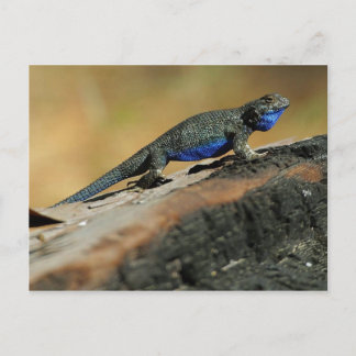 Postal BlueBelly Lizard