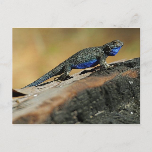 Postal BlueBelly Lizard (Anverso)