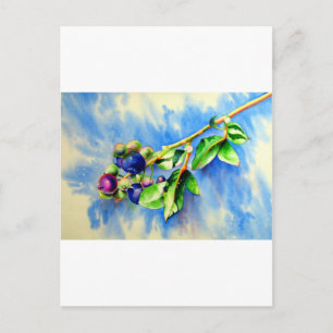 Postal Blueberries