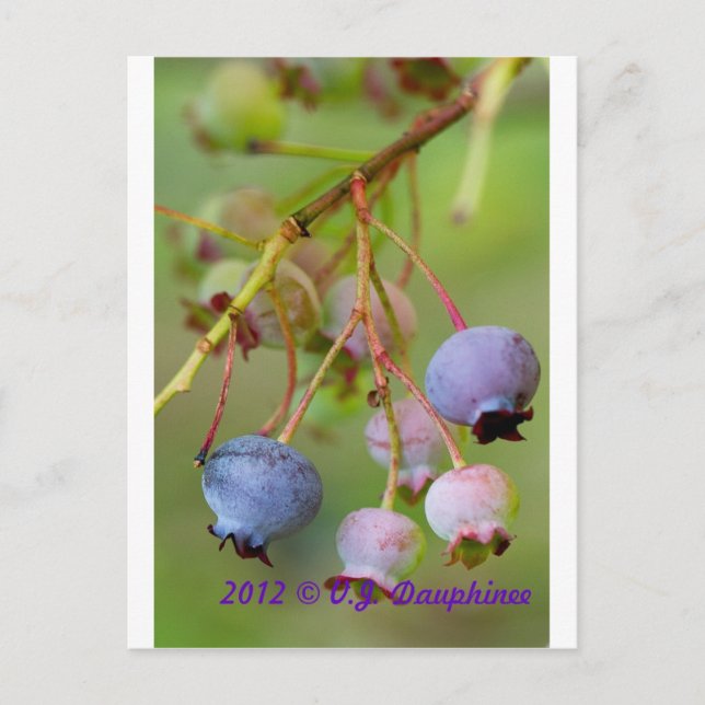 Postal Blueberries cerca (Anverso)
