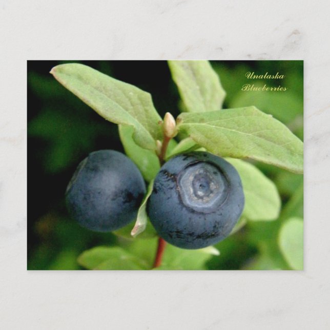 Postal Blueberries, isla Unalaska (Anverso)