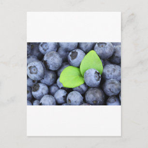 POSTAL BLUEBERRY