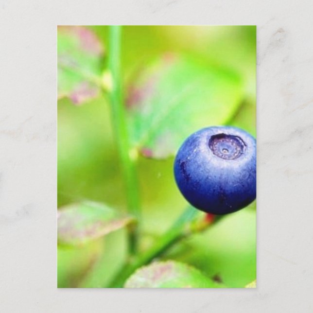 Postal Blueberry (Anverso)