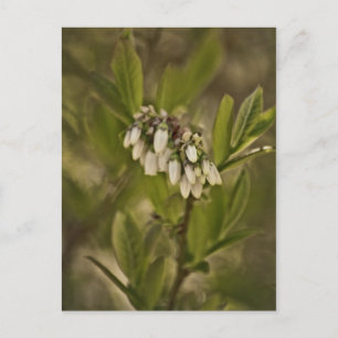 Postal Blueberry 585