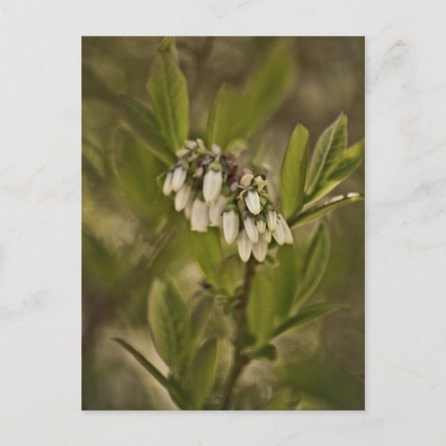 Postal Blueberry 585 (Anverso)