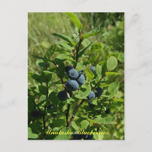 Postal Blueberry Bush, isla Unalaska (Anverso)