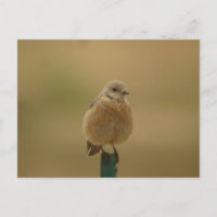 Bluebird