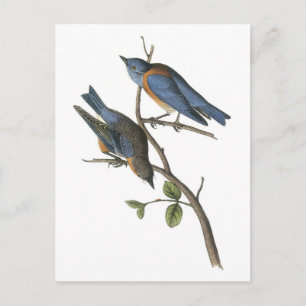 Postal Bluebird occidental por Audubon