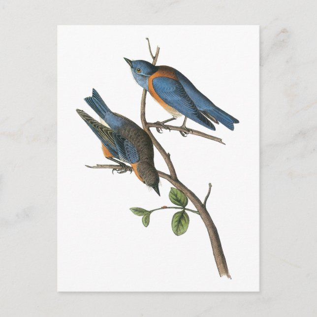 Postal Bluebird occidental por Audubon (Anverso)