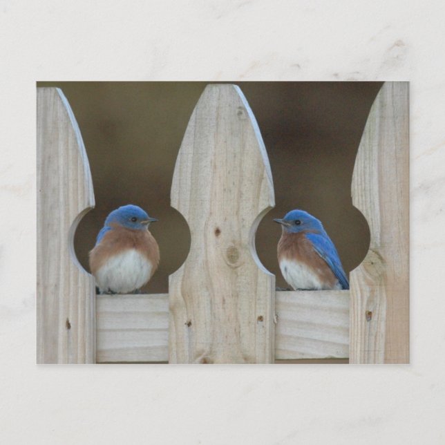 Postal Bluebird postcards (Anverso)