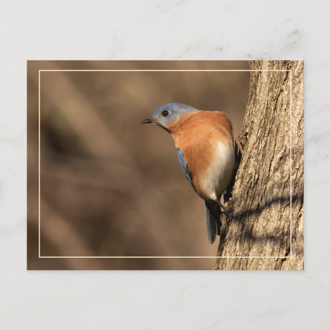 Postal Bluebird, Sideways Glance (Anverso)