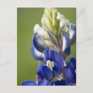 Postal Bluebonnet