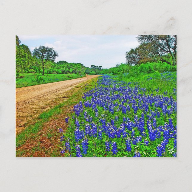 Postal Bluebonnet Back Road (Anverso)