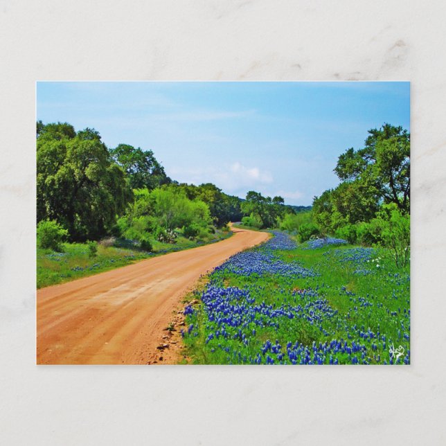 Postal Bluebonnet Road, Willow City Loop, TX (Anverso)