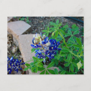 Postal Bluebonnet solo