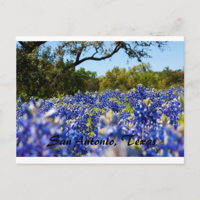 Postal Bluebonnets (Anverso)