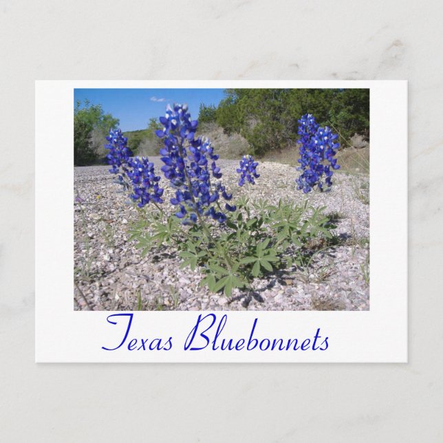 Postal Bluebonnets (Anverso)