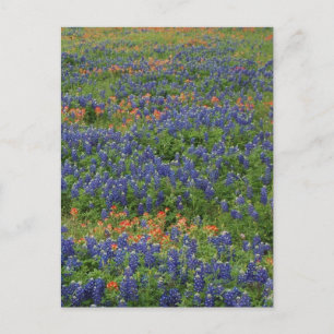 Postal Bluebonnets