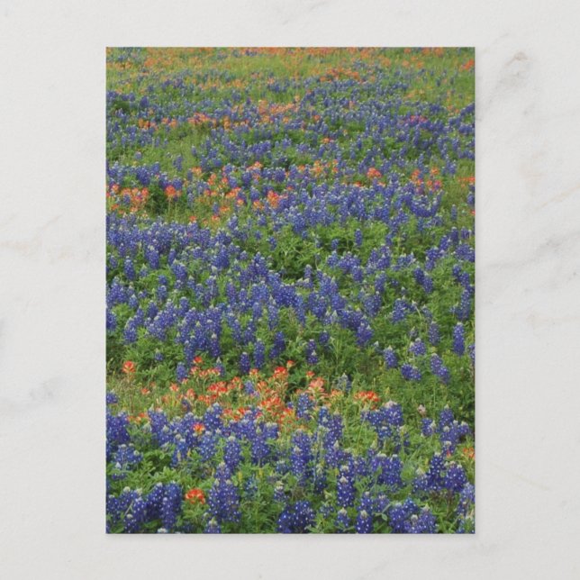 Postal Bluebonnets (Anverso)