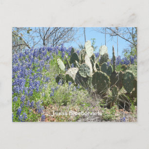 Postal Bluebonnets & Cactus Postcard