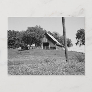 Postal Bluebonnets en primavera