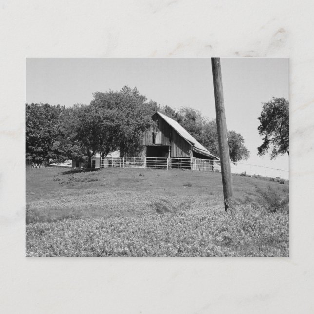 Postal Bluebonnets en primavera (Anverso)