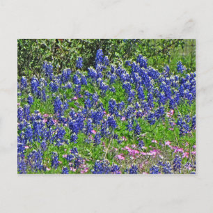 Postal Bluebonnets en Yeager Creek Rd., Johnson City, TX