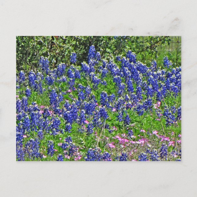 Postal Bluebonnets en Yeager Creek Rd., Johnson City, TX (Anverso)