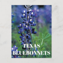 Bluebonnets Texas Flor azul Floral Lupina