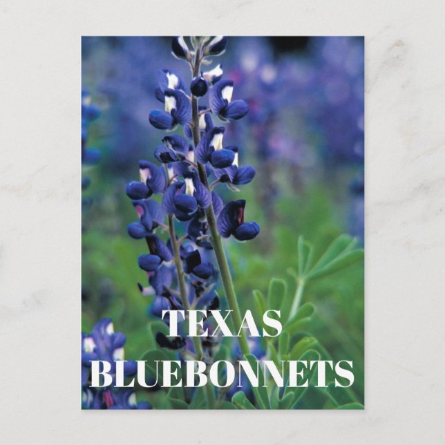 Postal Bluebonnets Texas Flor azul Floral Lupina (Anverso)