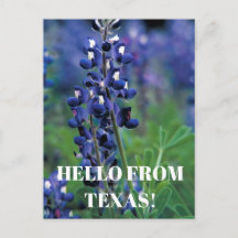 Bluebonnets Texas Flor azul Floral Lupina
