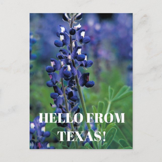 Postal Bluebonnets Texas Flor azul Floral Lupina (Anverso)