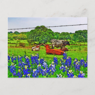 Postal Bluebonnets y Longhorns, Texas Hill Country