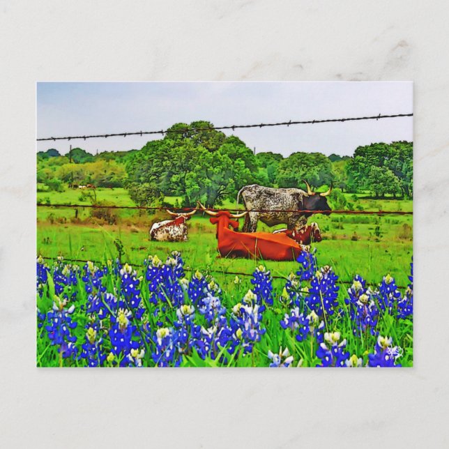 Postal Bluebonnets y Longhorns, Texas Hill Country (Anverso)