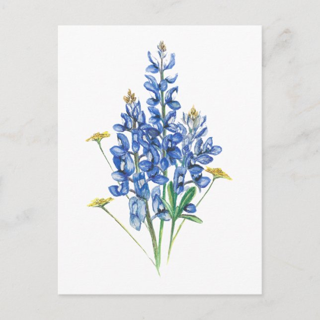 Postal Bluebonnets y Wildflowers (Anverso)