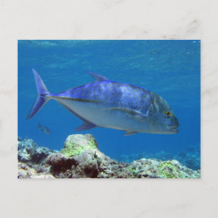 Postal Bluefin Trevally