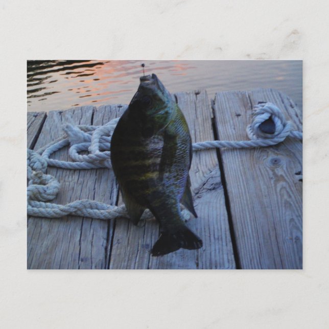 Postal Bluegill al atardecer Lago Arrowhead (Anverso)